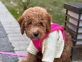Poodle yavrumuz oyuncu ve çok tatlı