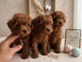 Mikro Boy bebekler ve 4 aylık dişi Dark Red Toy Poodle