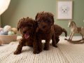 Mikro Boy bebekler ve 4 aylık dişi Dark Red Toy Poodle