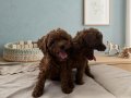 Mikro Boy bebekler ve 4 aylık dişi Dark Red Toy Poodle