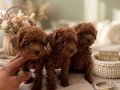 Mikro Boy bebekler ve 4 aylık dişi Dark Red Toy Poodle