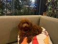 Mikro Boy bebekler ve 4 aylık dişi Dark Red Toy Poodle