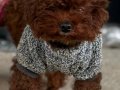 Mikro Boy bebekler ve 4 aylık dişi Dark Red Toy Poodle