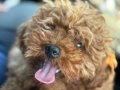 Mikro Boy bebekler ve 4 aylık dişi Dark Red Toy Poodle