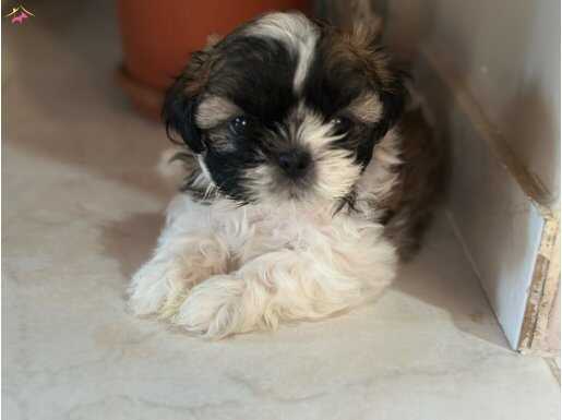 Evde mutlu doğan yavrular