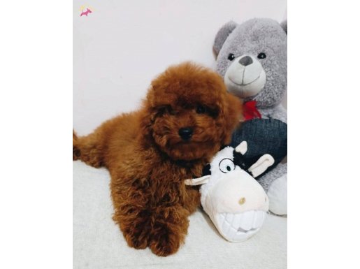 Daha güzelleri yok yıl başı kurabiyeleri:)