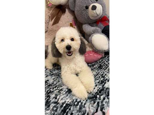 Harika çok oyuncu mükemmel karaktere sahip 