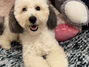 Harika çok oyuncu mükemmel karaktere sahip 