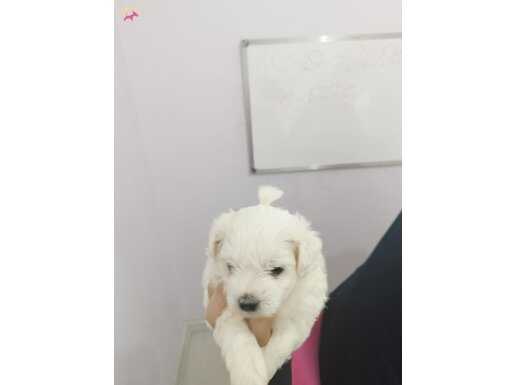 Maltese terrier yavrularım anne maltipo anne baba banaait