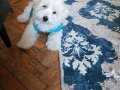 Maltese terrier yavrum anne maltipo baba maltese terrier