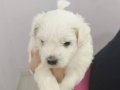 Maltese terrier yavrularım anne maltipo anne baba banaait