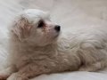 60 günlük maltese terrier yavrularımız anne baba bana ait