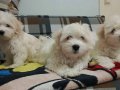Maltese terrier