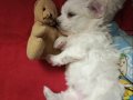 Maltese terrier 2 dişi 1 erkek anne baba bana ait bebeklerim