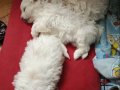 Maltese terrier 2 dişi 1 erkek anne baba bana ait bebeklerim
