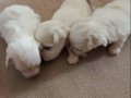 Maltese terrier 2 dişi 1 erkek anne baba bana ait bebeklerim