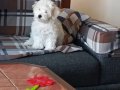 Maltese terrier 2 dişi 1 erkek anne baba bana ait bebeklerim