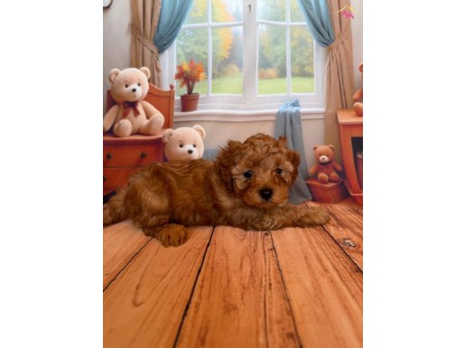 TOY POODLE KURABİYELER