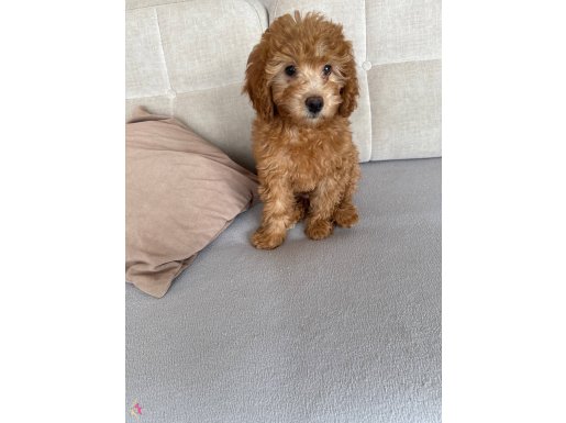 Toy poodle dişi 3 aylık 