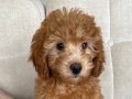 Toy poodle dişi 3 aylık 
