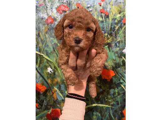 Poodle Yavrular 