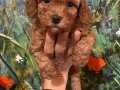 Poodle Yavrular 
