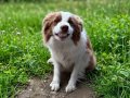 Border collie bebekler