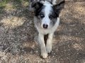 Border collie bebekler