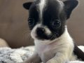 Elma kafa küt burun chihuahua son bebekler 