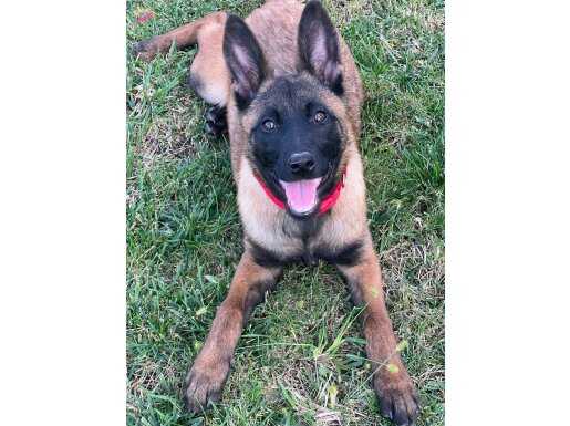 Safkan malinois
