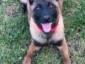 Safkan malinois