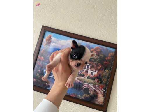 Safkan French Bulldog Yavrum 45 Günlük