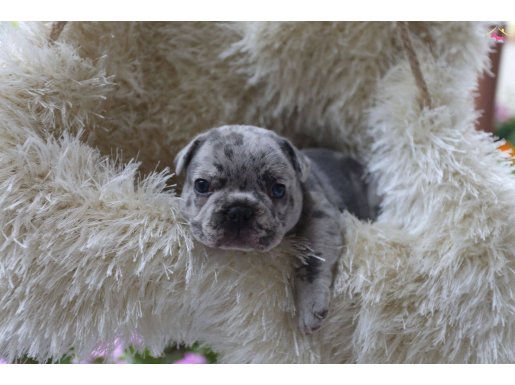 EGZOTİK FRENCH BULLDOG YAVRULARIMIZ HARİKA RENK VE ANATOMİ