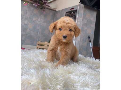 MALTİPOO YAVRULARIM HARİKA RENK , ANATOMİ VE BOY