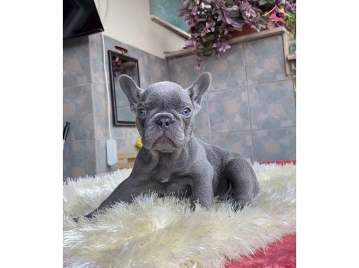 EGZOTİK FRENCH BULLDOG YAVRULARIM HARİKA RENKLER VE ANATOMİ
