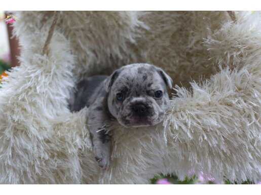 SAFKAN EGZOTİK FRENCH BULLDOG YAVRULARIM REZERVEDE