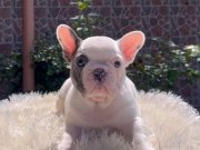 Renk Şöleni Egzotik Genetikli French Bulldog Yavruları