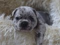 EGZOTİK FRENCH BULLDOG YAVRULARIMIZ HARİKA RENK VE ANATOMİ
