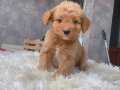 MALTİPOO YAVRULARIM HARİKA RENK , ANATOMİ VE BOY