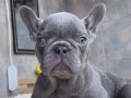 EGZOTİK FRENCH BULLDOG YAVRULARIM HARİKA RENKLER VE ANATOMİ