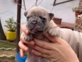 SAFKAN EGZOTİK FRENCH BULLDOG YAVRULARIM REZERVEDE