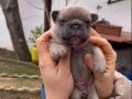 SAFKAN EGZOTİK FRENCH BULLDOG YAVRULARIM REZERVEDE