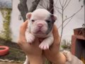 SAFKAN EGZOTİK FRENCH BULLDOG YAVRULARIM REZERVEDE