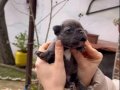 SAFKAN EGZOTİK FRENCH BULLDOG YAVRULARIM REZERVEDE