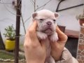 SAFKAN EGZOTİK FRENCH BULLDOG YAVRULARIM REZERVEDE