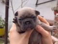 SAFKAN EGZOTİK FRENCH BULLDOG YAVRULARIM REZERVEDE
