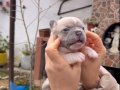 SAFKAN EGZOTİK FRENCH BULLDOG YAVRULARIM REZERVEDE