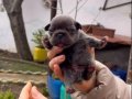 SAFKAN EGZOTİK FRENCH BULLDOG YAVRULARIM REZERVEDE