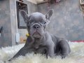 Mavi Tonlu 27 Günlük Safkan French Bulldog Yavrularımız