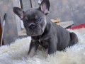 Mavi Tonlu 27 Günlük Safkan French Bulldog Yavrularımız